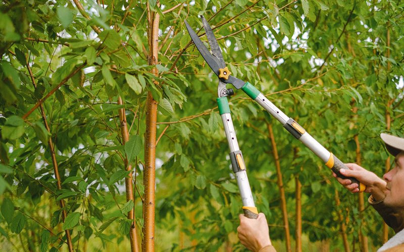 Tree trimming in Hemlock, IN