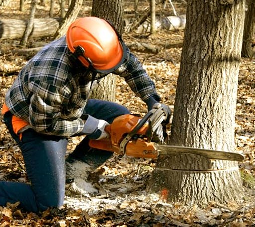 Tree Removal in Hemlock, IN